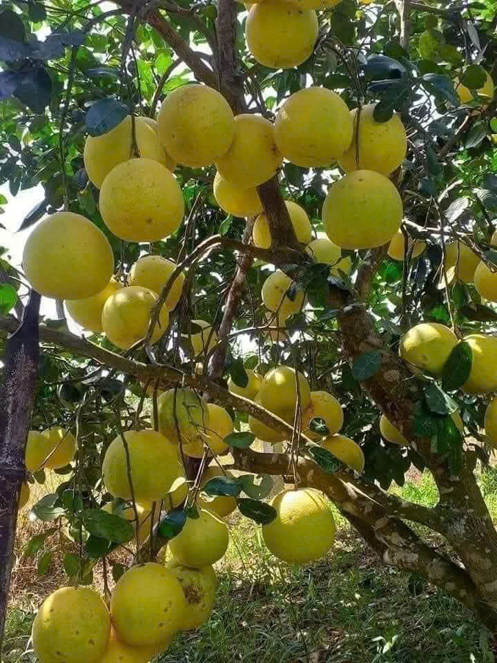 Bưởi Phúc Trạch Thảo Vân
