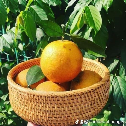 Cam Bảo Phương